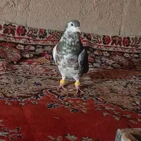 کفتر یال سیاه سرک سرخ