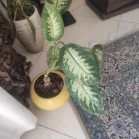 انواع گل و گیاه