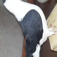 کفتر