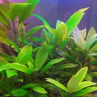 فروش گیاه میگو و حلزون آکواریمی پلنت