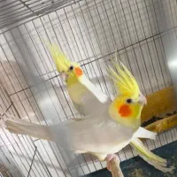 عروس هلندی مولد