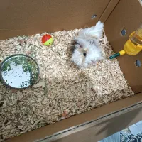 خوکچه هندی مو فشن|موش و خرگوش|شیراز, دلجو|دیوار