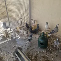 کفتر دونگیر ۱۰ عدد ۳ عدد تهرونی دومگیر سیاه|پرنده|اصفهان, شهرک کوثر|دیوار