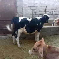 جلب جنس خوب