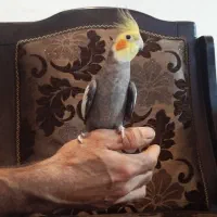 عروس هلندی کاملن دستی