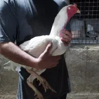 تخم لاری نطفه دار