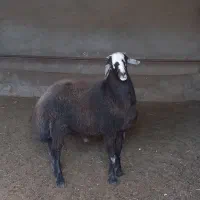 بره نر چاق چاق