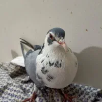 نر گلین و ماده خالدار