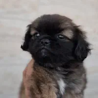 سگ کوچلو چینی|سگ|مسجد سلیمان, |دیوار