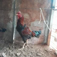 خروس لاری افغانی اصیل|حیوانات مزرعه|قائم‌شهر, |دیوار