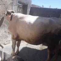 گوساله گاو  گوشتی برای قصابی|حیوانات مزرعه|کامیاران, |دیوار