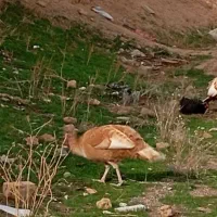 معاوضه بامرغ برهما