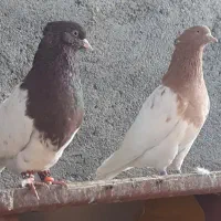 کله سرخ و کله زرد|پرنده|مشهد, چهاربرج|دیوار