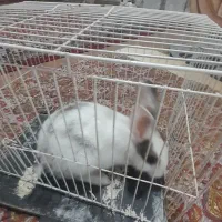 خرگوش