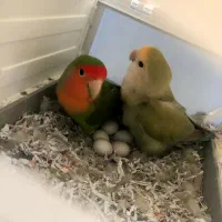 عروس هلندی و برزیلی قیمت مناسب