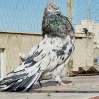 کوهی هفت رنگ