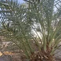 فروش تعدادی درخت خرما