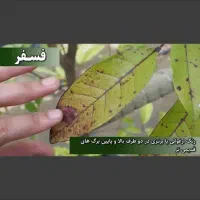 محصولات سبوسیب اسیدهیومیک محرک رشد|گل و گیاه طبیعی|شیراز, دباغ خانه|دیوار