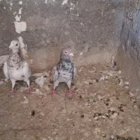 هفترنگ جفتگاه|پرنده|نیشابور, دارایی|دیوار