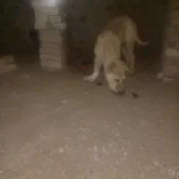 سلام خسته نباشید دو تا توله هم قال|سگ|سبزوار, پاسداران|دیوار