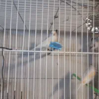 عروس  قناری|پرنده|مشهد, نیزه|دیوار