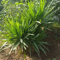 درختچه یوگا