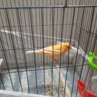 قنار ی نر مست معاوضه با ماده آماده