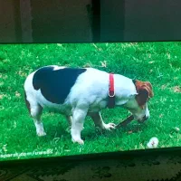 تلویزیون32اینچ هایسنس دیجیتال سرخوداکبند