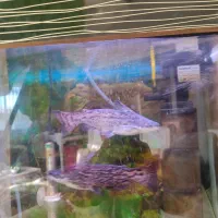 پنگوسی چوبی