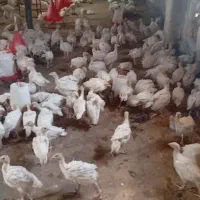 جوجه بوقلمون گوشتی