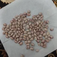 لوبیاچیتی درجه یک کوشا2تن