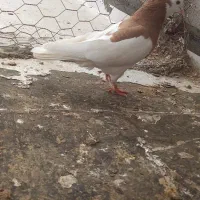 ۹۰۰
