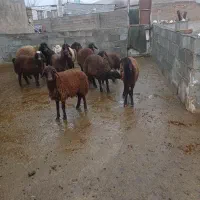 بره|حیوانات مزرعه|ازنا, |دیوار