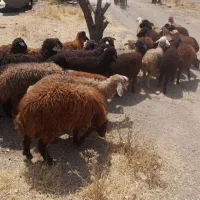 گوسفند و گوساله زنده