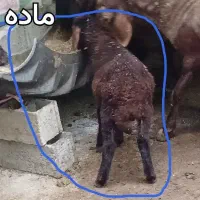 فروش دو عدد بره نر و ماده  معاوضه با ابستن هم داره|حیوانات مزرعه|نکا, |دیوار