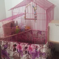 سه تا مرغ عشق تخم گذار|پرنده|ساری, |دیوار