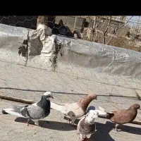 10 طوق کفتر آس