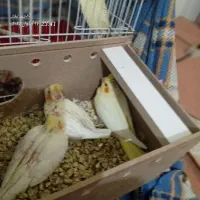 ۳عدد جوجه عروس هلندی