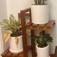 استند گل چوب ترمو واقعی