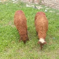 دوتا نر برع