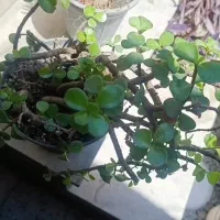 گل و گیاه