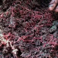 کرم خاکی آشغال خور برای نرم کردن باغچه
