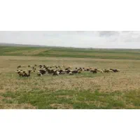 میش آبستن