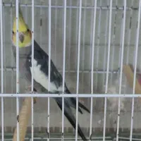 عروس هلندی نر مست سینامون ، ابلغ لوتینو، ماده ابلغ|پرنده|شیراز, سلطان آباد|دیوار