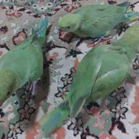 جوجه ملنگو