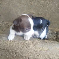 توله پاکوتاه گوش راست