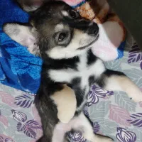 واگذاری سگ رایگان