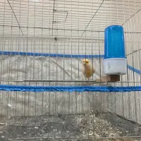 پرنده قناری سرامیکی