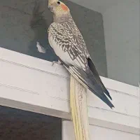 فروش عروس هلندی