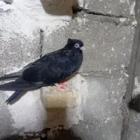 زاغ|پرنده|اهواز, کوی فرهنگیان ۲|دیوار